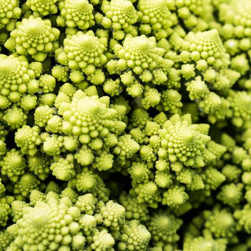 fruit produit en culture organique bio de terralba.eu