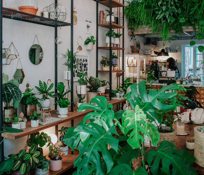 photo de plantes intérieures en culture bio