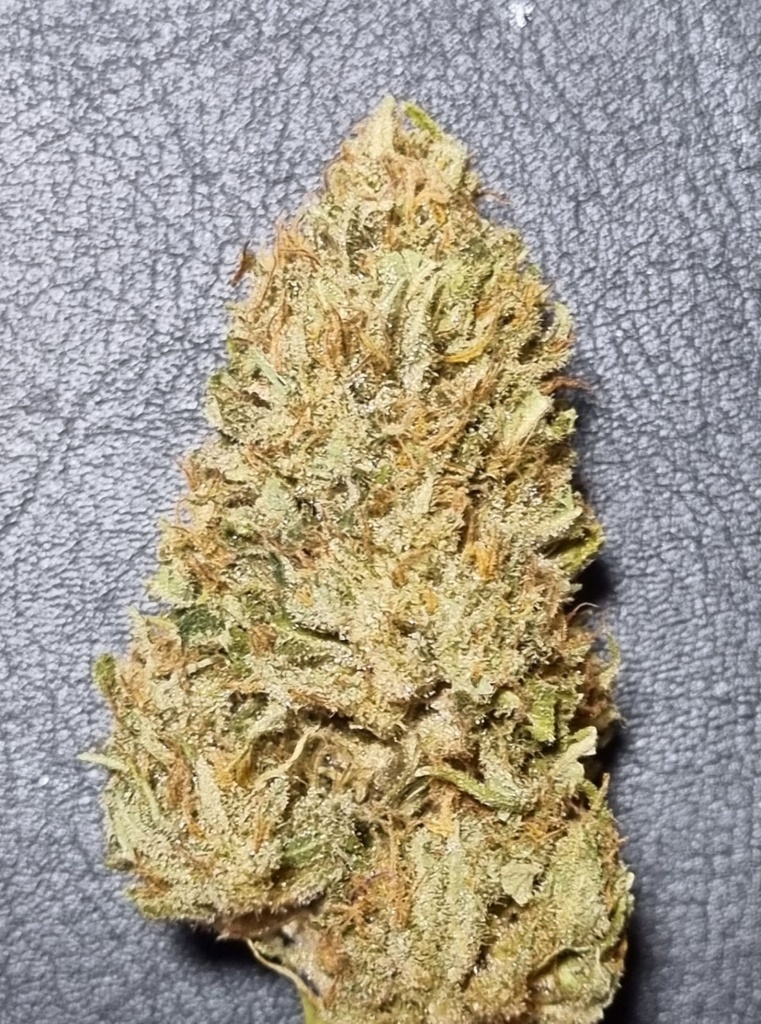 FLEURS CéBéDé AB sol vivant 2024 Haze IBL7 GREEN HOUSE