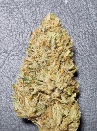 FLEURS CéBéDé AB sol vivant 2024 Haze IBL7 GREEN HOUSE